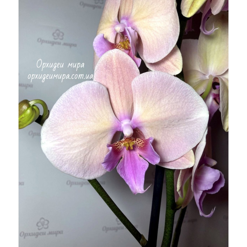 Жетілген әйелдер есекке ұрынып қалады